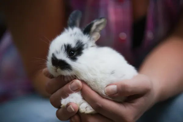 Feeding orphaned wild baby rabbits