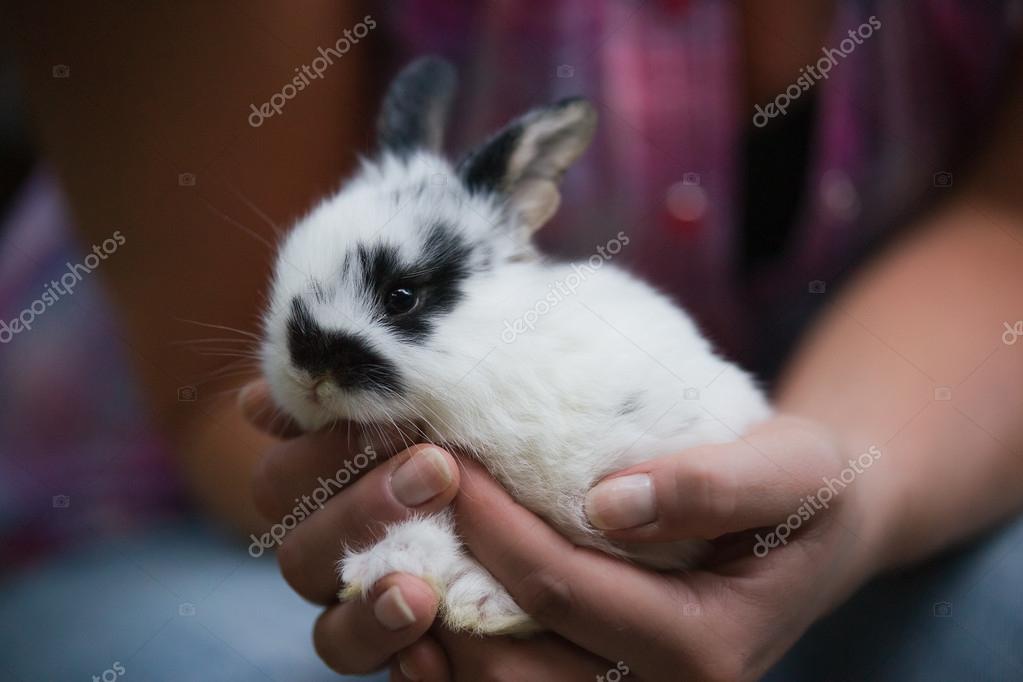 Bebe Lapin Images Libres De Droit Photos De Bebe Lapin Depositphotos
