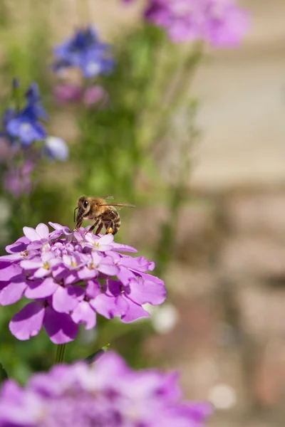 Bee op iberis bloem — Stockfoto