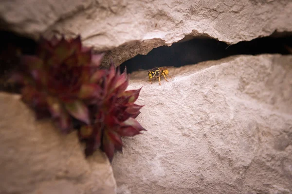 Θεματοφύλακας σφήκα μπροστά στη σπηλιά τους — Φωτογραφία Αρχείου