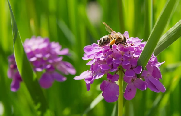 Пчела на цветке Иберис — стоковое фото