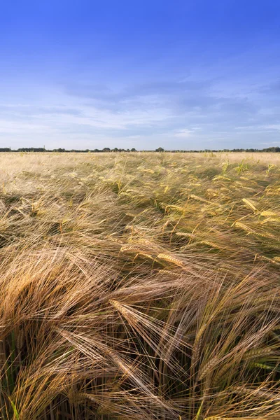 Golden Barley — Stock Photo, Image