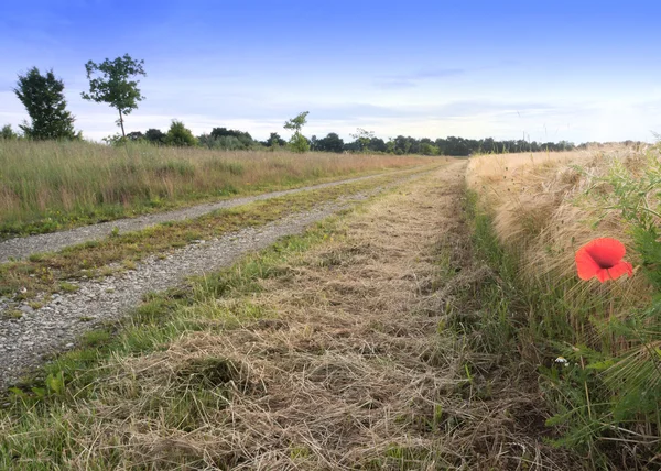 Dirt Road in Fields — Stock Photo, Image