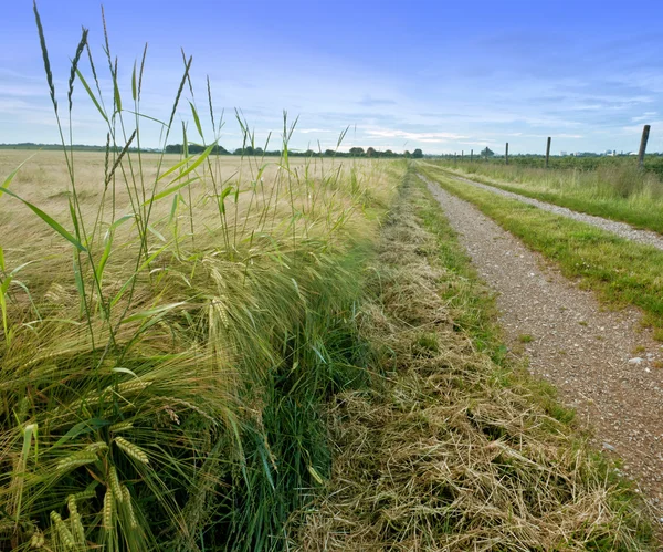 Caminho de campo — Fotografia de Stock