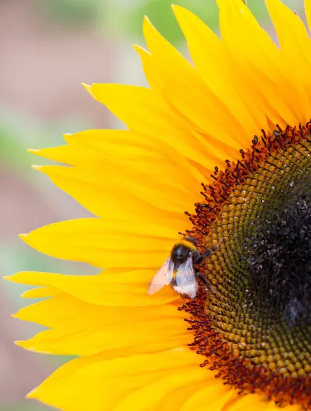 Zonnebloem met bee — Stockfoto