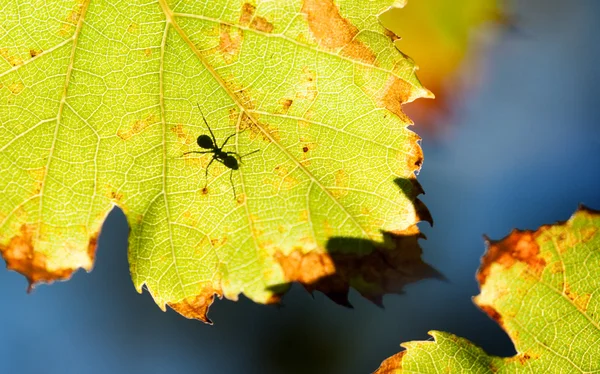 Ant´s Shadow — Stockfoto