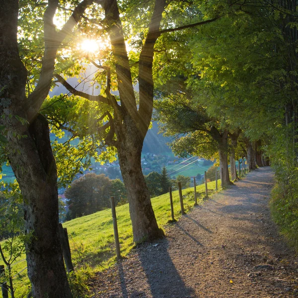 Sycamore Trees on Mountain Path — Stock Photo, Image