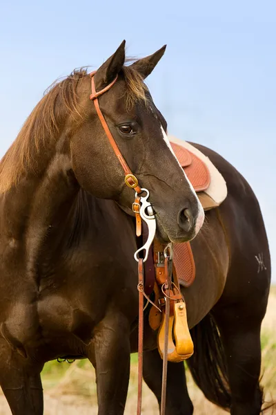 クォーター馬 — ストック写真