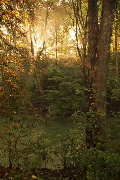 Sunburst in floodplain forest — Stock Photo, Image