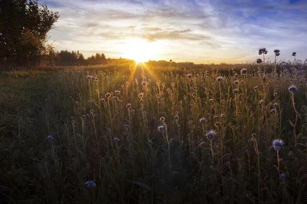 Bloem veld bij zonsondergang — Stockfoto