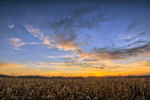 Reifes Maisfeld bei Sonnenuntergang — Stockfoto