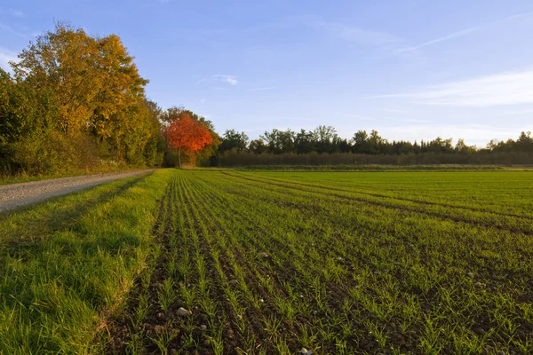 Roter Ahorn - Herbst — Stockfoto