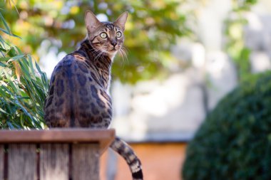 Bengal Cat in the Garden clipart