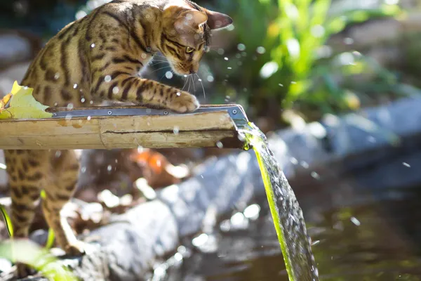 Gatto del Bengala che gioca con acqua Immagini Stock Royalty Free