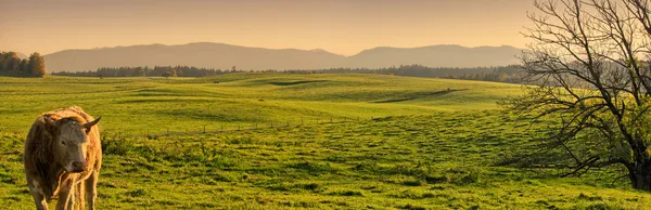 Meadows and Mountain Panorama with Cow — Stock Photo, Image