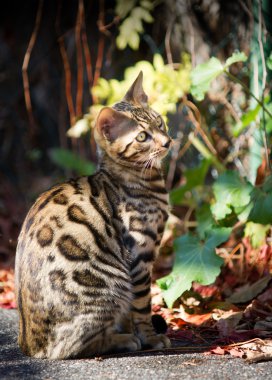 sonbahar bahçede oturan bengal yavru kedi