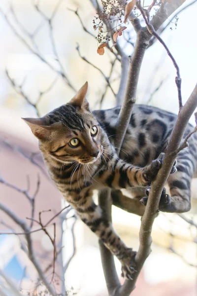 Bengala Gatinho escalando na árvore — Fotografia de Stock