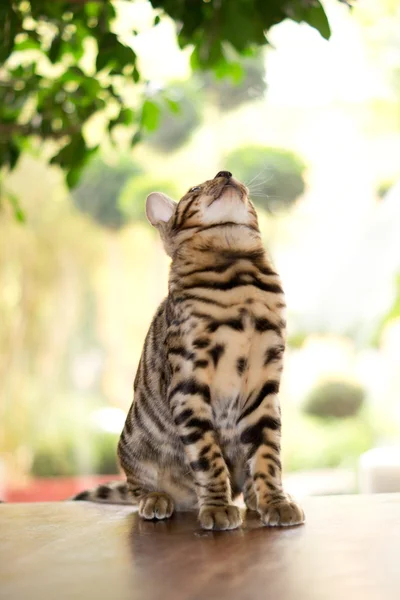 Chat assis sur la table — Photo