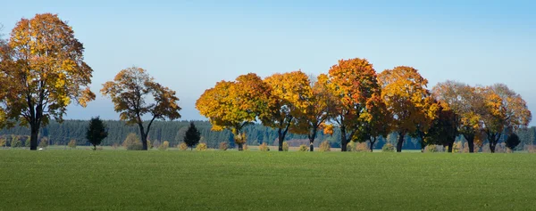 Alberi d'acero lungo una strada di campagna in autunno — Foto Stock