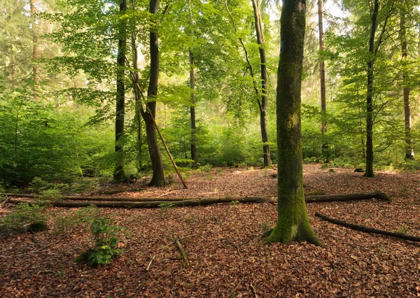 Bosque de cuento —  Fotos de Stock