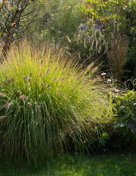 Pennisetum alopecuroides — Stok fotoğraf