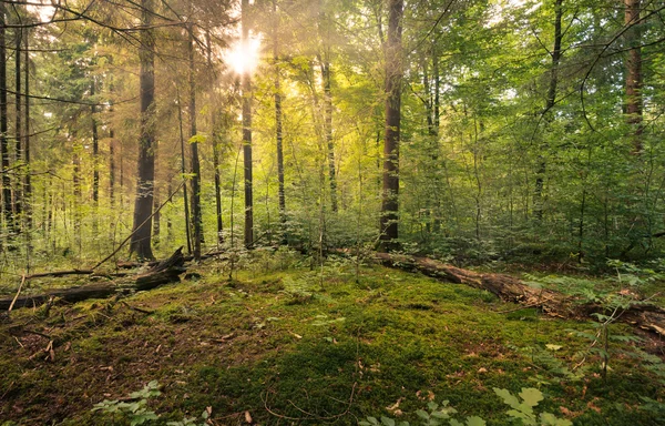 Sprookjesbos - sinburst — Stockfoto