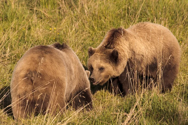 Two Brown Bears meeting — Stock Photo, Image