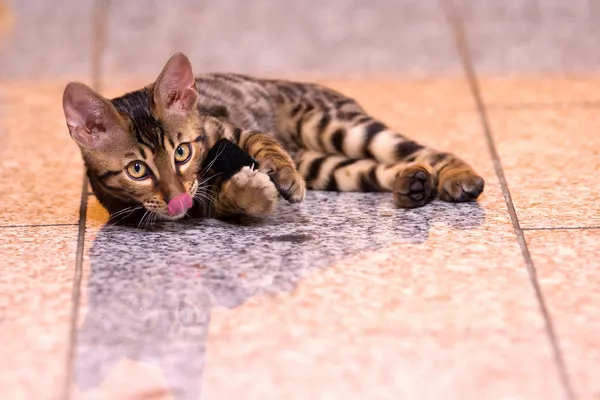 Bengáli cica játszani a padlón feküdt — Stock Fotó