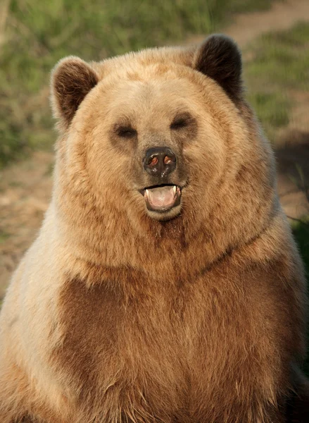 Retrato oso marrón — Foto de Stock