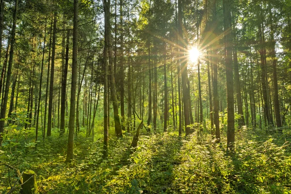 Природный лес — стоковое фото