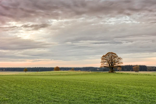 Oak Trees in Fields - Autumn — Stock Photo, Image