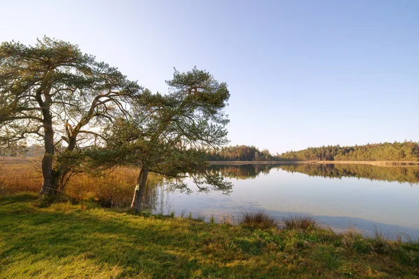 Alberi di pino sulla riva del lago — Foto Stock