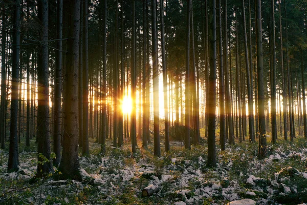 Puesta de sol en el bosque de abeto nevado — Foto de Stock