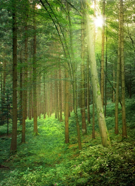 Солнечный свет в естественном лесу — стоковое фото