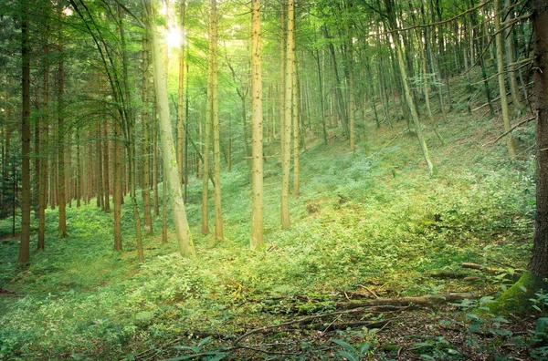 Luz solar na floresta natural — Fotografia de Stock