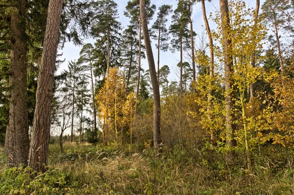 Sonbaharda daha gevşek ağaç nüfus — Stok fotoğraf