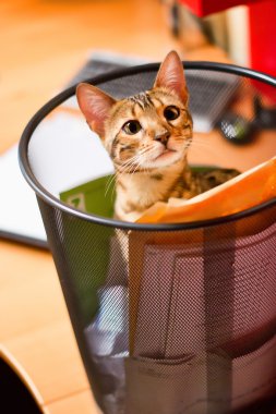 geri dönüşüm kutusu içinde dolaşan bengal kedisi