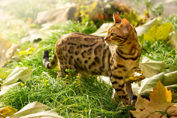 Бенгальский кот играет в саду
