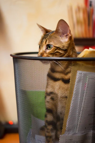 Bengal Cat plying in Recycle Bin — Stock Photo, Image