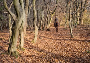 farytale orman yoluyla binmek