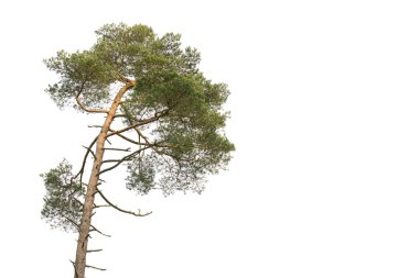 Scots Pine clipart