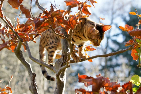 Bengala Gato escalada em pequena árvore — Fotografia de Stock