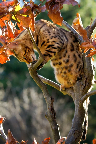 Bengala Gato escalada em pequena árvore — Fotografia de Stock