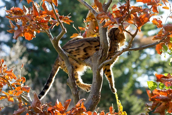 Bengalen kat nemen zonnen op boom — Stockfoto