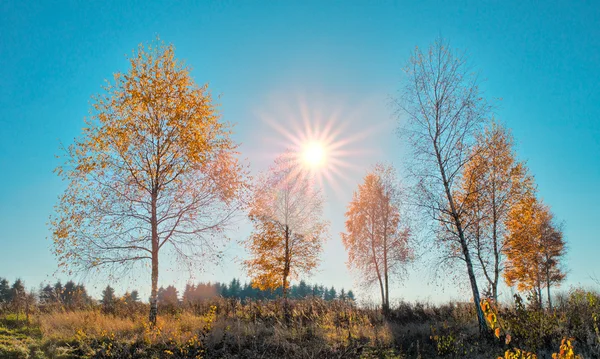 Birken in der Herbstsonne — Stockfoto