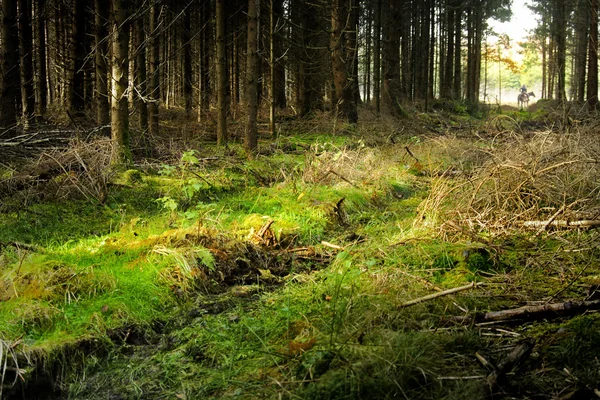 Farytale orman yoluyla binmek — Stok fotoğraf
