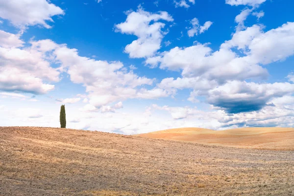 Glooiende heuvels met één cypress tree — Stockfoto