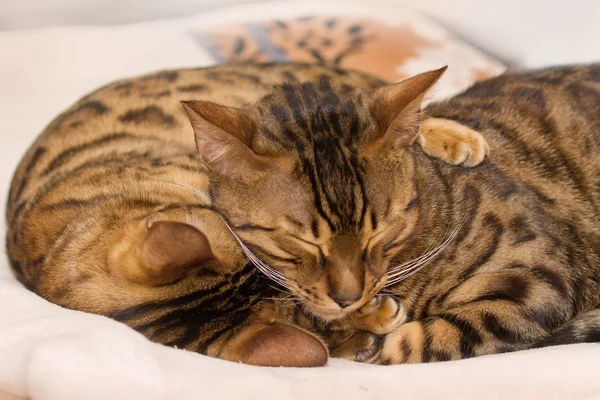 Schlafende Bengalkatzen — Stockfoto