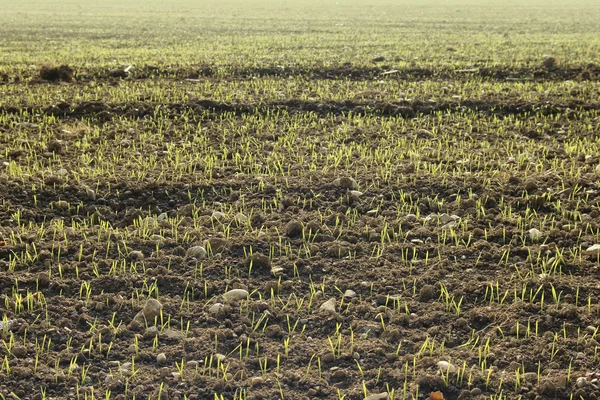 Kış buğday çimlenme — Stok fotoğraf