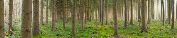 Zamlžené lesních panorama — Stock fotografie